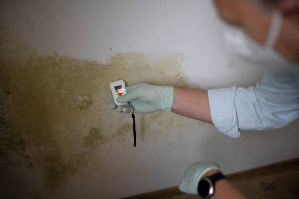 Mold Inspection, Removal & Remediation